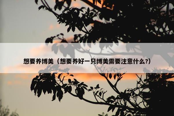 想要养博美（想要养好一只博美需要注意什么?）