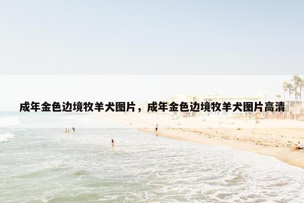 成年金色边境牧羊犬图片，成年金色边境牧羊犬图片高清