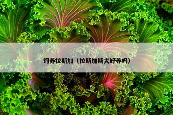 饲养拉斯加（拉斯加斯犬好养吗）