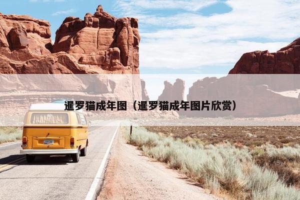 暹罗猫成年图（暹罗猫成年图片欣赏）