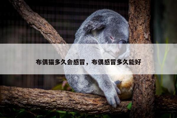 布偶猫多久会感冒，布偶感冒多久能好