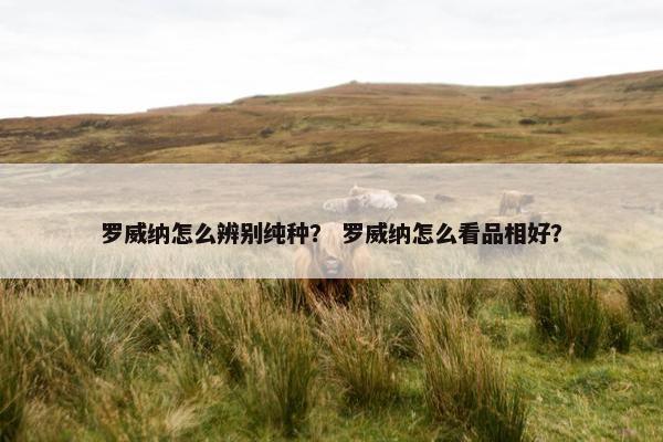 罗威纳怎么辨别纯种？ 罗威纳怎么看品相好？