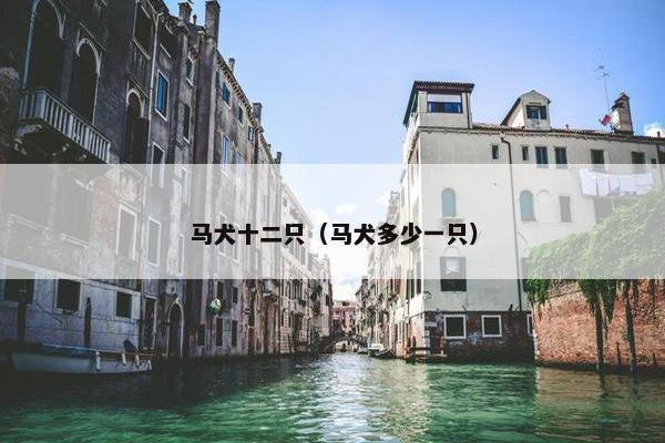 马犬十二只（马犬多少一只）