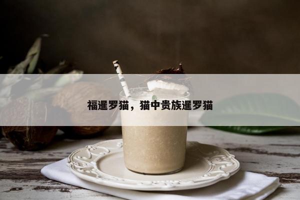 福暹罗猫，猫中贵族暹罗猫