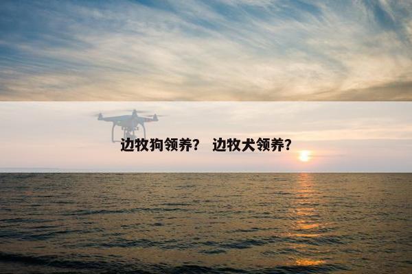边牧狗领养？ 边牧犬领养？