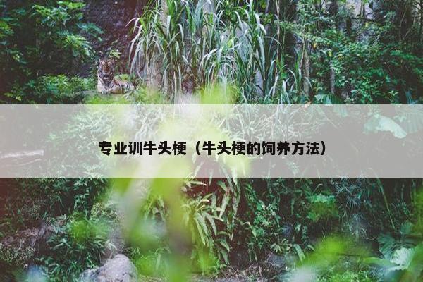 专业训牛头梗（牛头梗的饲养方法）