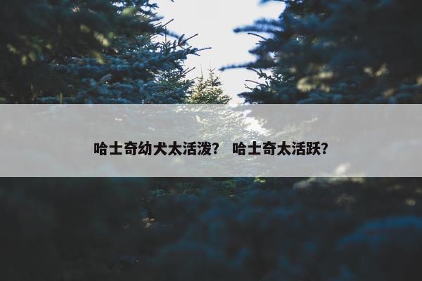 哈士奇幼犬太活泼？ 哈士奇太活跃？