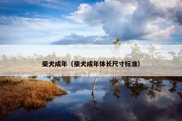 柴犬成年（柴犬成年体长尺寸标准）