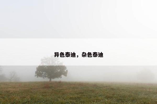 异色泰迪，杂色泰迪