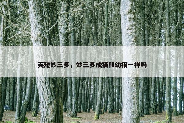英短妙三多，妙三多成猫和幼猫一样吗