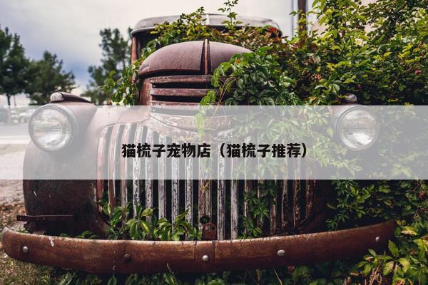 猫梳子宠物店（猫梳子推荐）