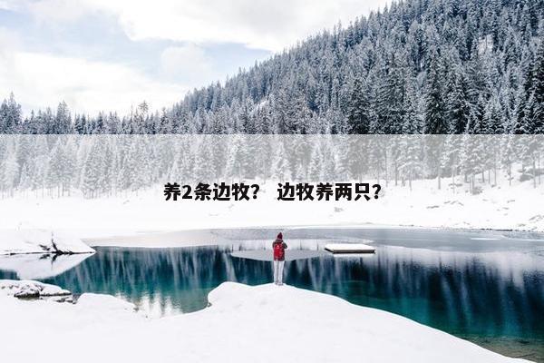 养2条边牧？ 边牧养两只？