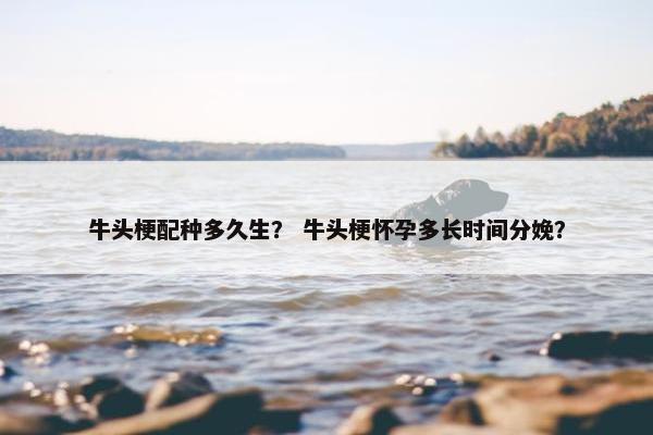 牛头梗配种多久生？ 牛头梗怀孕多长时间分娩？