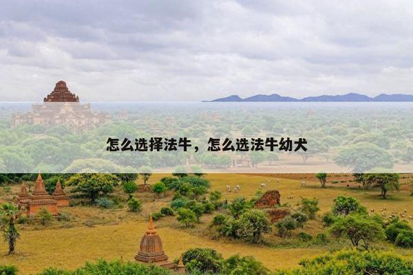 怎么选择法牛，怎么选法牛幼犬