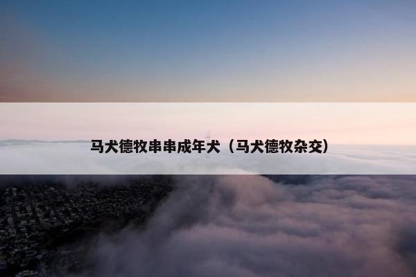 马犬德牧串串成年犬（马犬德牧杂交）