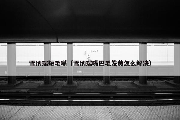 雪纳瑞短毛嘴（雪纳瑞嘴巴毛发黄怎么解决）