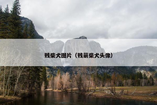 贱柴犬图片（贱萌柴犬头像）