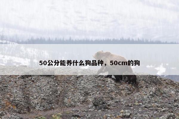 50公分能养什么狗品种，50cm的狗