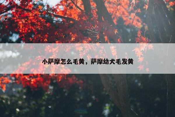 小萨摩怎么毛黄，萨摩幼犬毛发黄