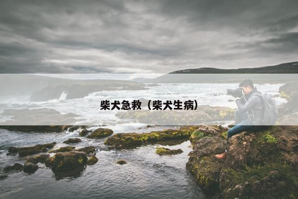 柴犬急救（柴犬生病）