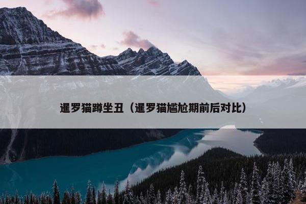 暹罗猫蹲坐丑（暹罗猫尴尬期前后对比）
