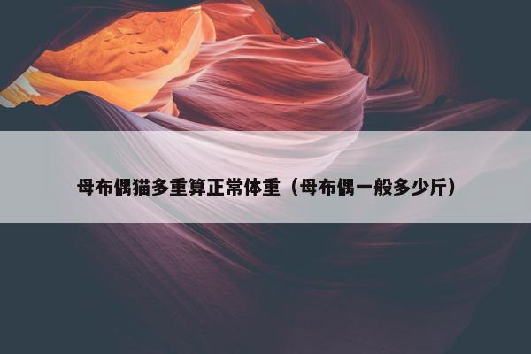 母布偶猫多重算正常体重（母布偶一般多少斤）
