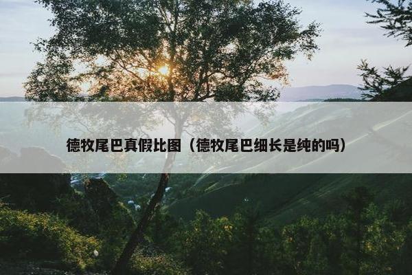 德牧尾巴真假比图（德牧尾巴细长是纯的吗）
