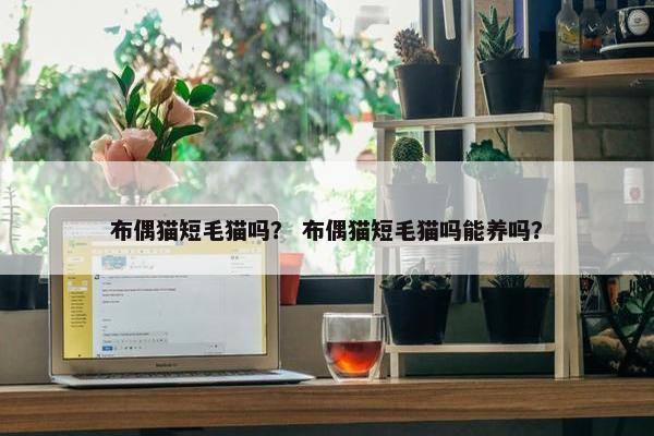 布偶猫短毛猫吗？ 布偶猫短毛猫吗能养吗？