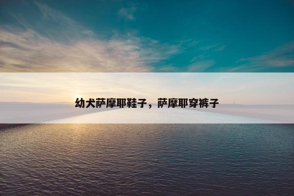 幼犬萨摩耶鞋子，萨摩耶穿裤子