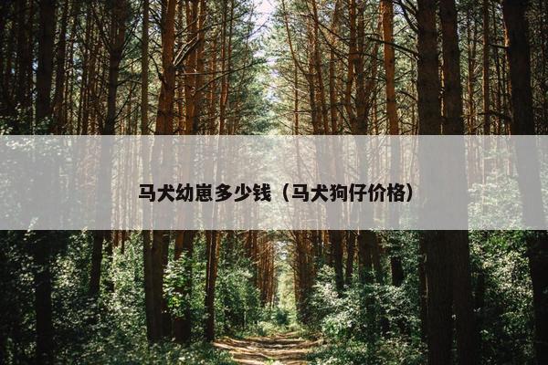 马犬幼崽多少钱（马犬狗仔价格）