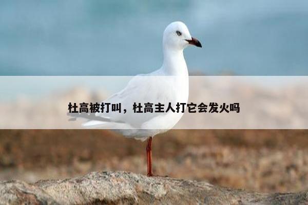 杜高被打叫，杜高主人打它会发火吗