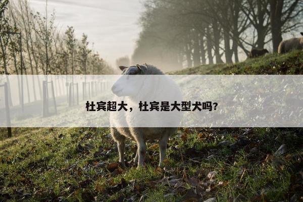 杜宾超大，杜宾是大型犬吗?