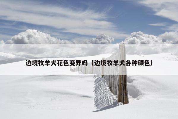边境牧羊犬花色变异吗（边境牧羊犬各种颜色）