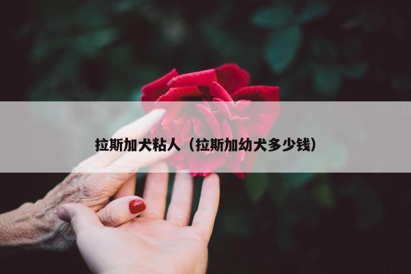 拉斯加犬粘人（拉斯加幼犬多少钱）