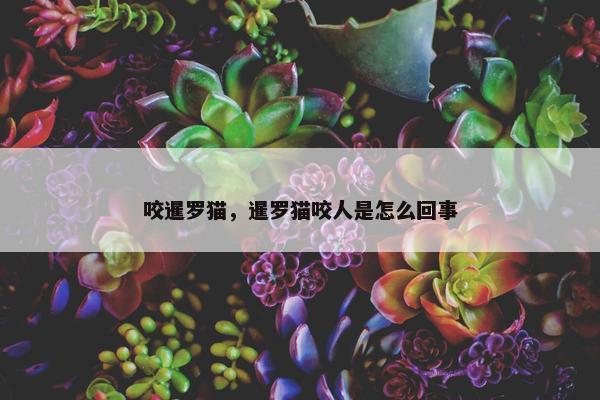 咬暹罗猫，暹罗猫咬人是怎么回事
