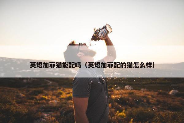 英短加菲猫能配吗（英短加菲配的猫怎么样）
