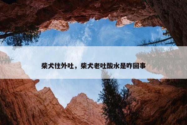 柴犬往外吐，柴犬老吐酸水是咋回事