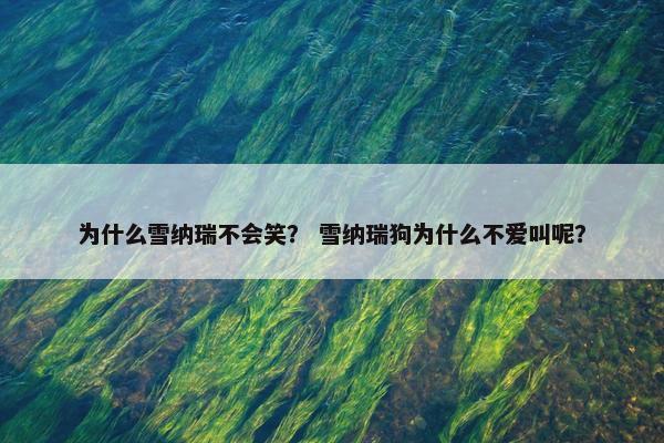 为什么雪纳瑞不会笑？ 雪纳瑞狗为什么不爱叫呢？