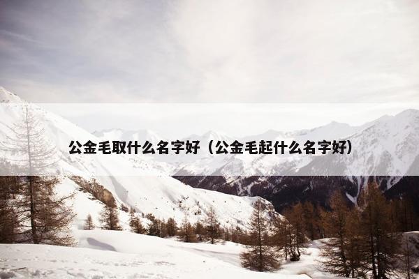 公金毛取什么名字好（公金毛起什么名字好）
