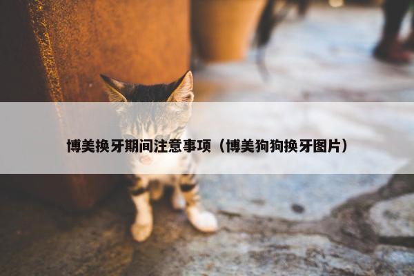 博美换牙期间注意事项（博美狗狗换牙图片）
