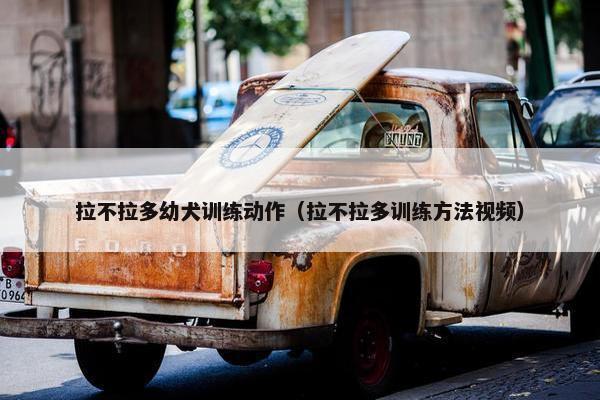 拉不拉多幼犬训练动作（拉不拉多训练方法视频）