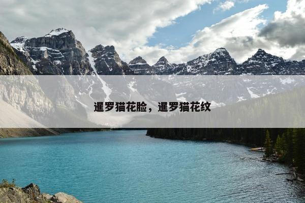 暹罗猫花脸，暹罗猫花纹