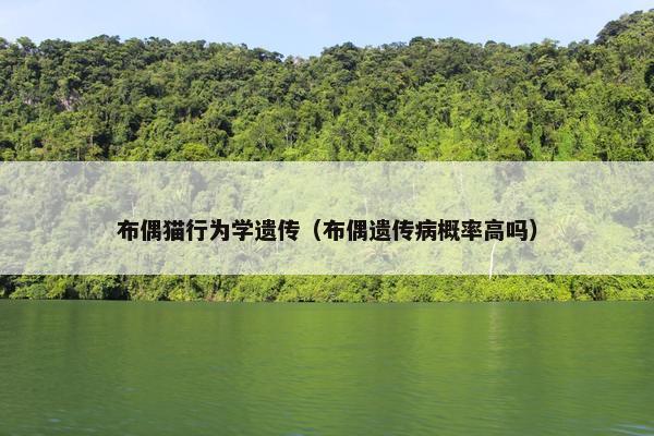 布偶猫行为学遗传（布偶遗传病概率高吗）