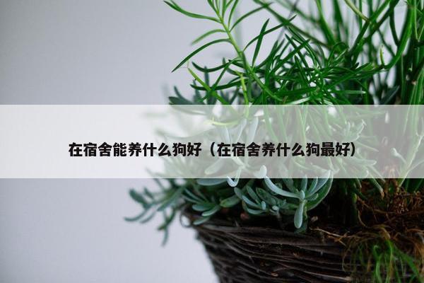在宿舍能养什么狗好（在宿舍养什么狗最好）
