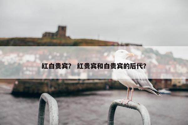 红白贵宾？ 红贵宾和白贵宾的后代？