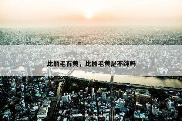 比熊毛有黄，比熊毛黄是不纯吗