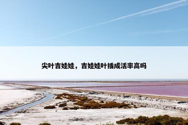 尖叶吉娃娃，吉娃娃叶插成活率高吗
