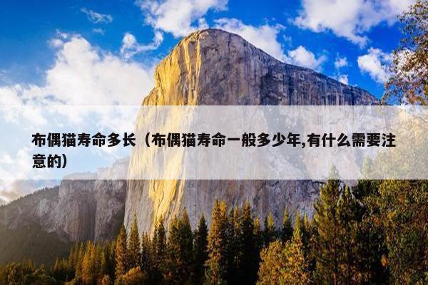 布偶猫寿命多长（布偶猫寿命一般多少年,有什么需要注意的）