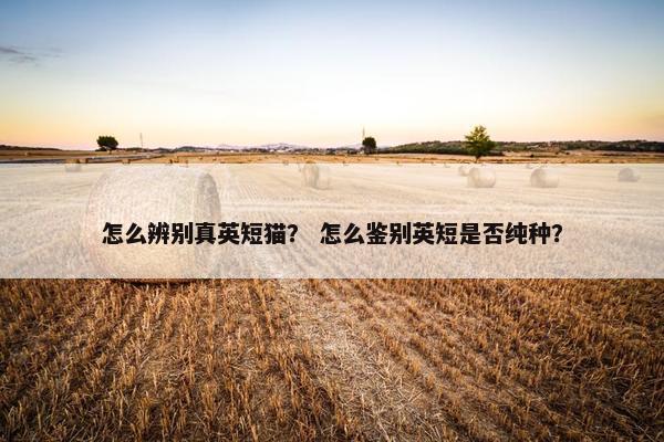 怎么辨别真英短猫？ 怎么鉴别英短是否纯种？