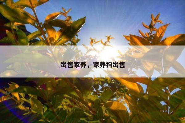 出售家养，家养狗出售